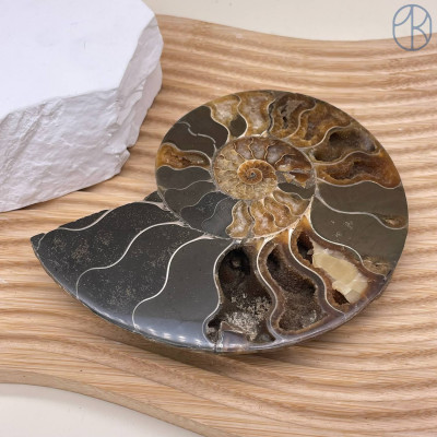 Аммонит ~ 12х11 см