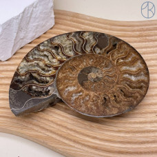 Аммонит ~ 14х11 см