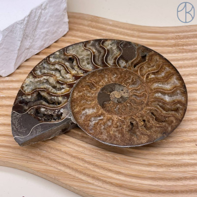 Аммонит ~ 14х11 см