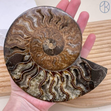 Аммонит ~ 14х11 см