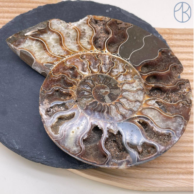 Аммонит ~ 15х12 см