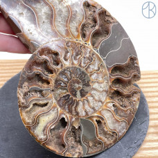 Аммонит ~ 15х12 см