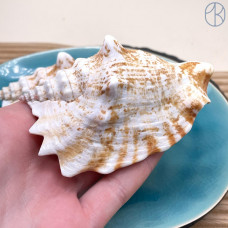 Морская раковина Бурса Спиноза ~ 10х6 см