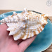 Морская раковина Бурса Спиноза ~ 10х6 см