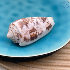 Морская раковина Конус аустралис ~ 6х3 см