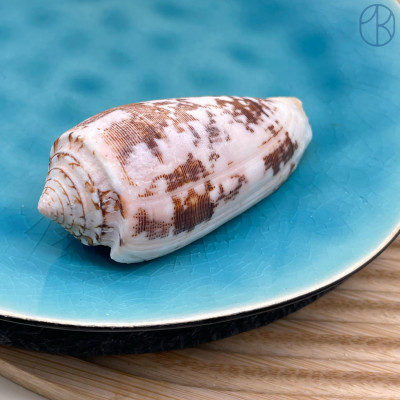 Морская раковина Конус аустралис ~ 6х3 см