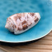 Морская раковина Конус аустралис ~ 6х3 см Морская раковина Конус аустралис ~ 6х3 см