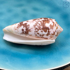 Морская раковина Конус аустралис ~ 6х3 см