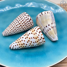 Морская раковина Конус Литтератус ~ 5х2 см