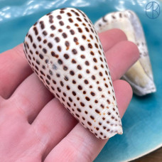 Морская раковина Конус Литтератус ~ 5х2 см