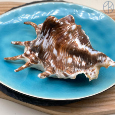 Морская раковина Лямбис ~ 10х5 см 