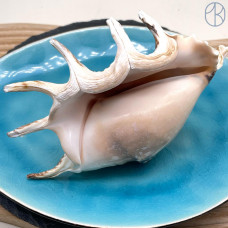 Морская раковина Лямбис ~ 10х5 см 