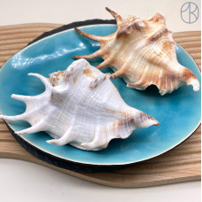 Морская раковина Лямбис ~ 12х6 см