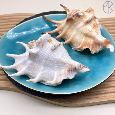 Морская раковина Лямбис ~ 12х6 см