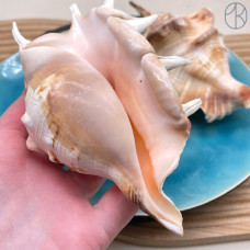 Морская раковина Лямбис ~ 12х6 см
