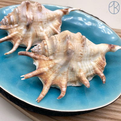 Морская раковина Лямбис ~ 14х8 см 