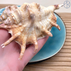 Морская раковина Лямбис ~ 14х8 см 