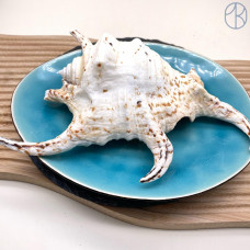 Морская раковина Лямбис хирагра ~ 12х6 см 