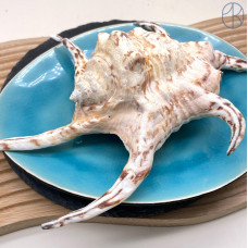 Морская раковина Лямбис хирагра ~ 12х6 см 