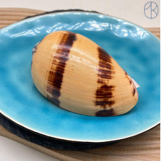 Морская раковина Мело диадема ~ 10х7 см 