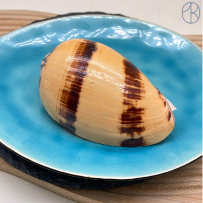 Морская раковина Мело диадема ~ 10х7 см 