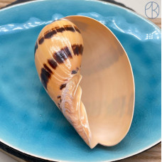 Морская раковина Мело диадема ~ 10х7 см 