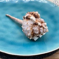 Морская раковина Мурекс Хаустелум Малабарикум ~ 9х4 см