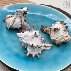 Морская раковина Мурекс Индивия ~ 6х4 см