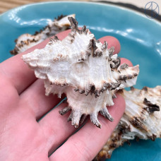 Морская раковина Мурекс Индивия ~ 6х4 см