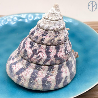 Морская раковина Нильский Трохус ~ 8х8 см