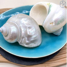 Морская раковина Турбо белая ~ 10 см 