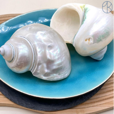 Морская раковина Турбо белая ~ 10 см 