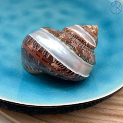 Морская раковина Турбо Гобеленовый ~ 5х5 см