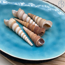 Морская раковина Турителла Теребра ~ 8х2 см