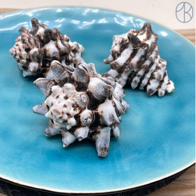 Морская раковина Вазум Керамикум ~ 5х5 см