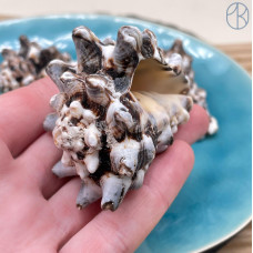 Морская раковина Вазум Керамикум ~ 5х5 см