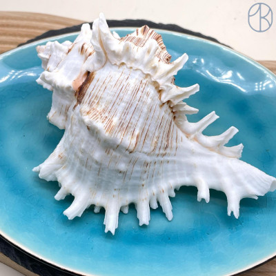 Морская раковина Ветвистый Мурекс ~ 12х14 см