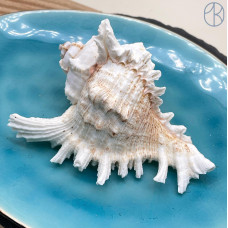Морская раковина Ветвистый Мурекс ~ 8х10 см