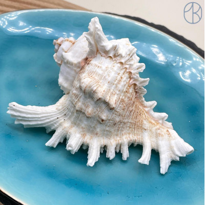 Морская раковина Ветвистый Мурекс ~ 8х10 см
