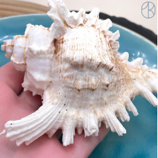 Морская раковина Ветвистый Мурекс ~ 8х10 см