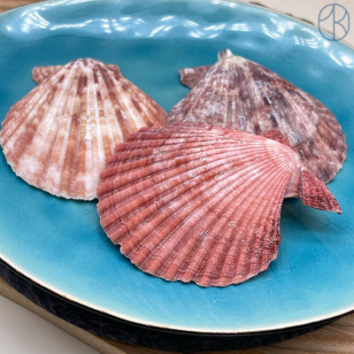 Морская ракушка Фиолетовый гребешок ~ 6х5 см 