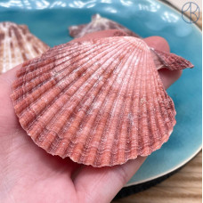 Морская ракушка Фиолетовый гребешок ~ 6х5 см 