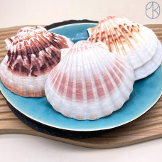 Морская ракушка Гребешок Пектен ~ 10х7 см 