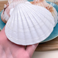 Морская ракушка Гребешок Пектен ~ 10х7 см 