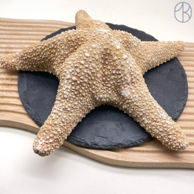 Морская звезда №1 ~ 30 см