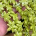 Морская звезда керамика, цвет зеленый 17 мм штучно