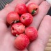 Подвеска яблоко красное, цвет серебро 14 мм