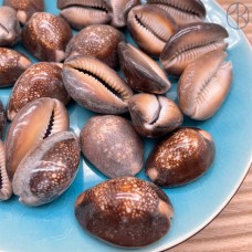 Ракушка Каури №1 ~ 3-5 см 