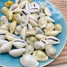 Ракушка Каури ~ 3 см 