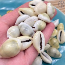 Ракушка Каури ~ 3 см 